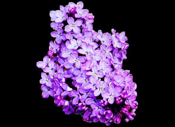 紫色鲜花花朵png元素
