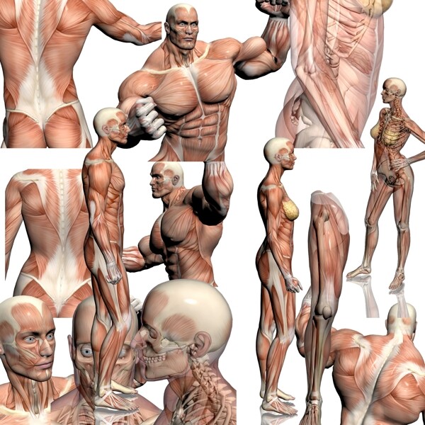 人体肌肉大全图片