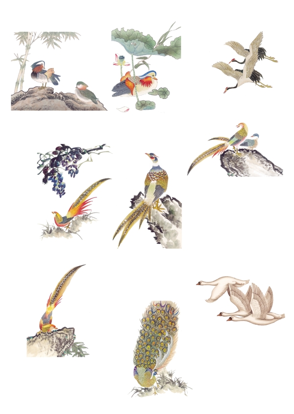 国画鸟类系列图片