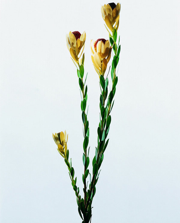 花姿花颜花一束花百花世界花朵花草花蕊花瓣全球首席设计大百科