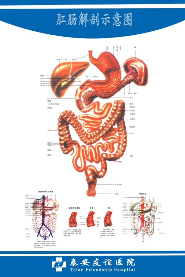 肛肠解剖图图片