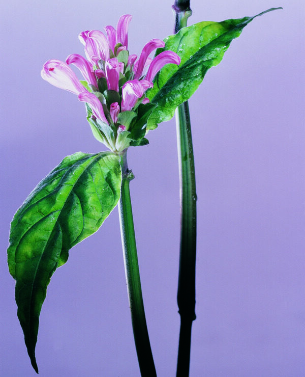 花姿花颜花一束花百花世界花朵花草花蕊花瓣全球首席设计大百科