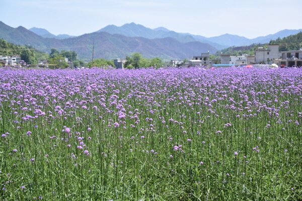 紫色薰衣草花田