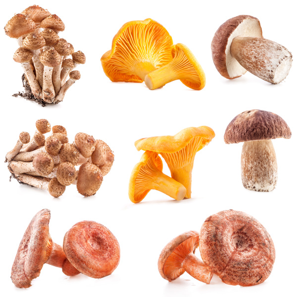 不同品种的蘑菇