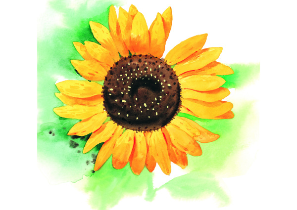 水彩手绘向日葵