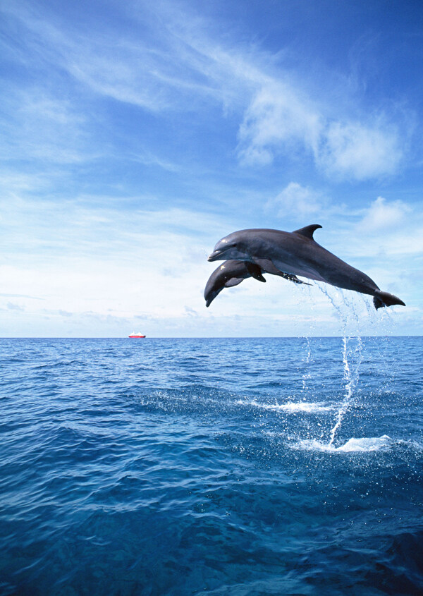 海洋大海碧海海洋生物鲸鱼鲨鱼海豚广告素材大辞典