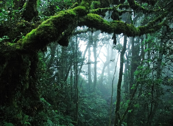 热带雨林风景