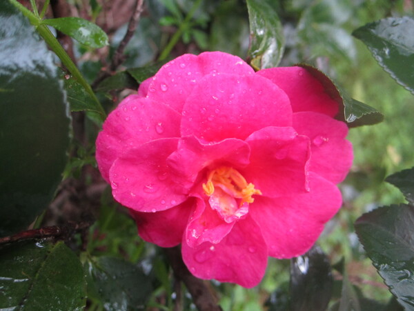 雨中茶花图片