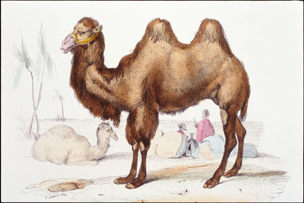 骆驼图