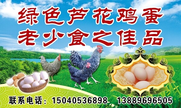 绿色芦花鸡蛋图片