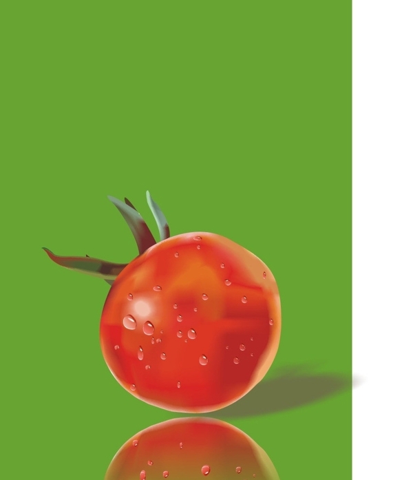 矢量番茄图片
