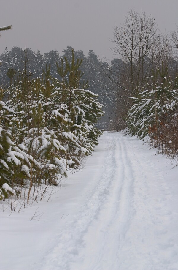 美丽树林雪景图片