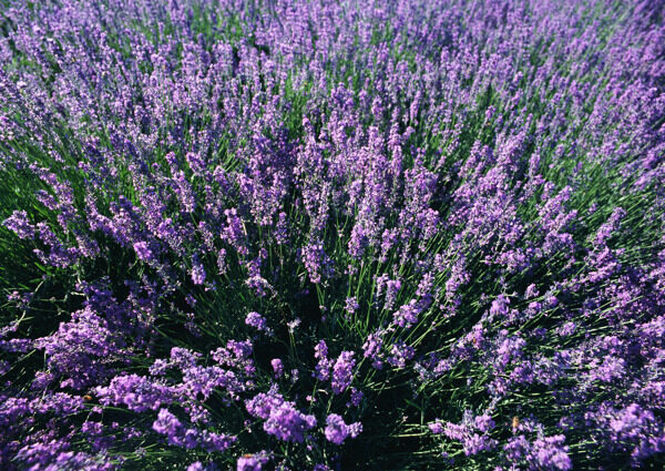 薰衣草花田