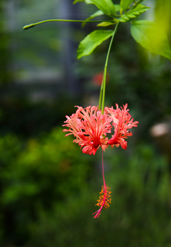 吊灯扶桑花图片