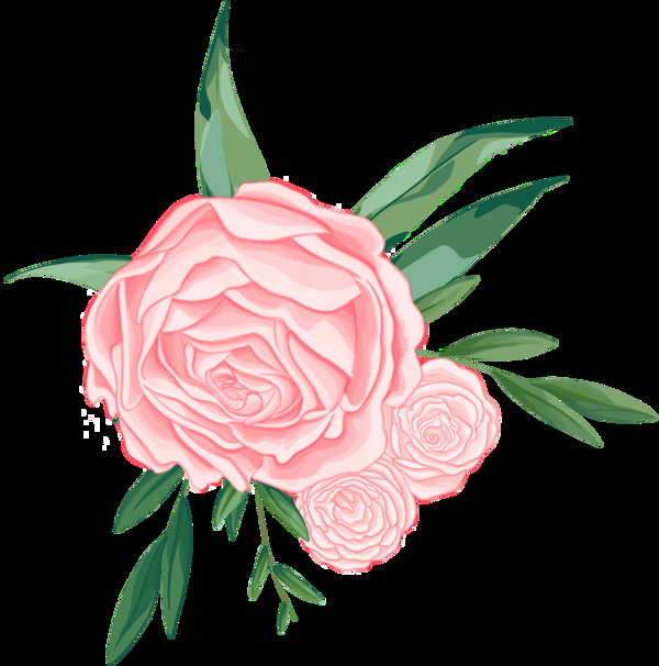三朵粉红色玫瑰花PNG透明素材