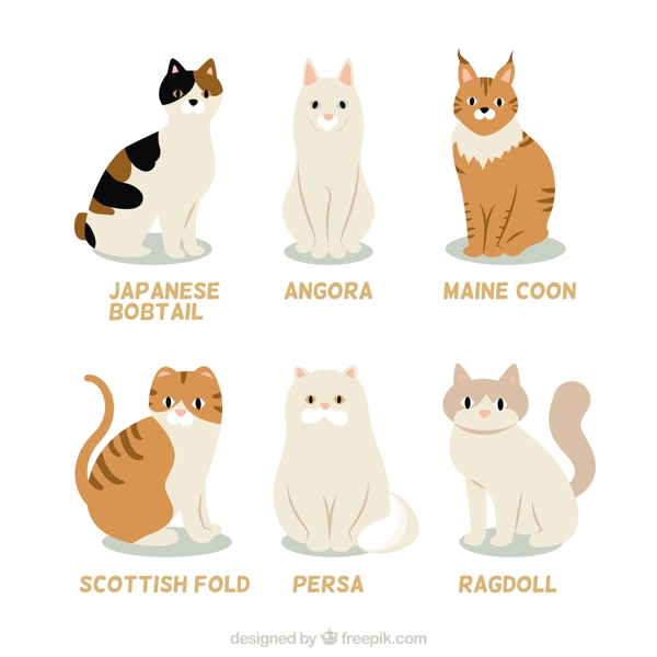 猫品种的集合