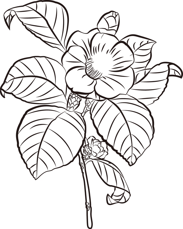茶花茶花素材茶花线描花卉黑白速写植物手绘