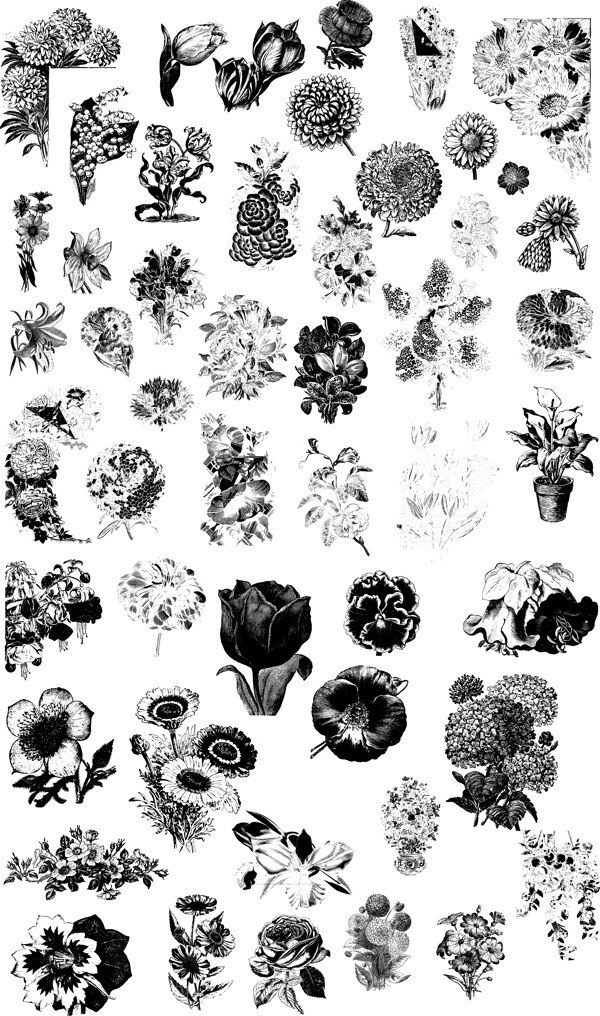 黑白手绘各种花朵插画