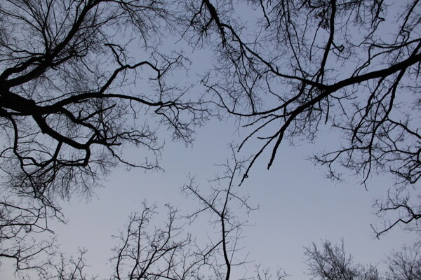 树枝剪影蓝天逆光