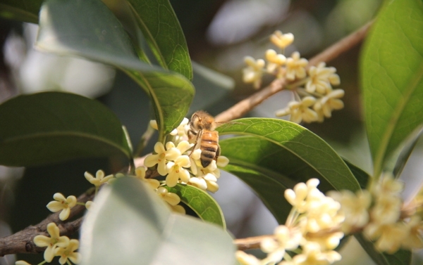 桂花与蜜蜂