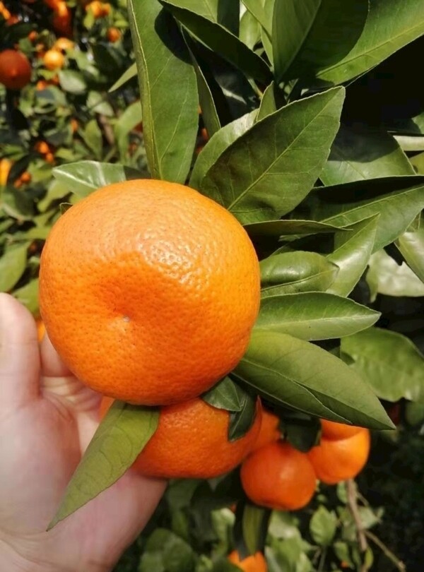 柑桔橘子