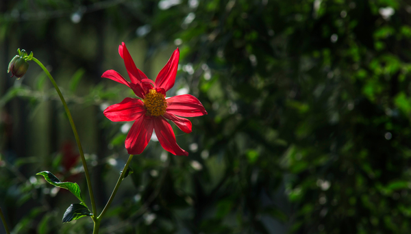 大丽花