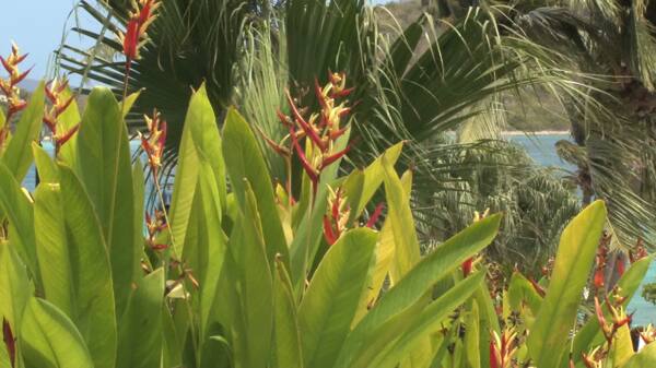 热带植物在风中股票的录像视频免费下载