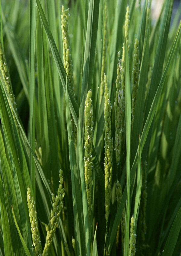 稻子乡村田园图片庄稼植物