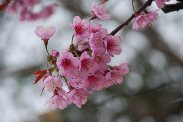 野樱花图片