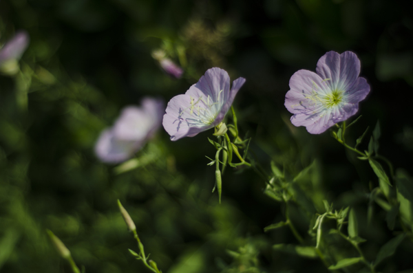 花菱草