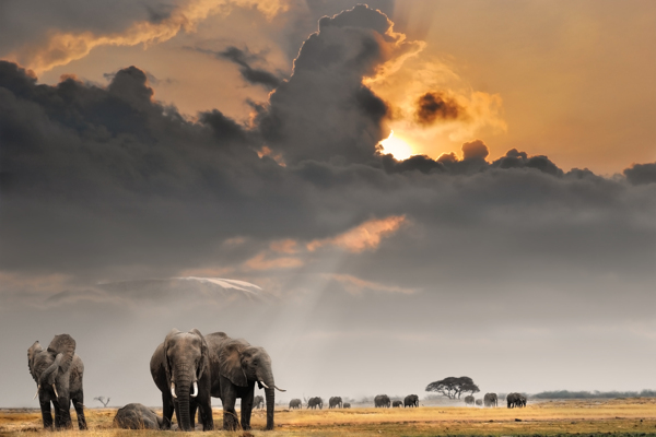 非洲大象摄影图片