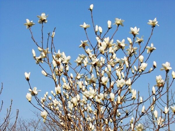 玉兰花图片