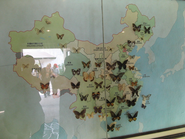 中国蝴蝶分布图图片