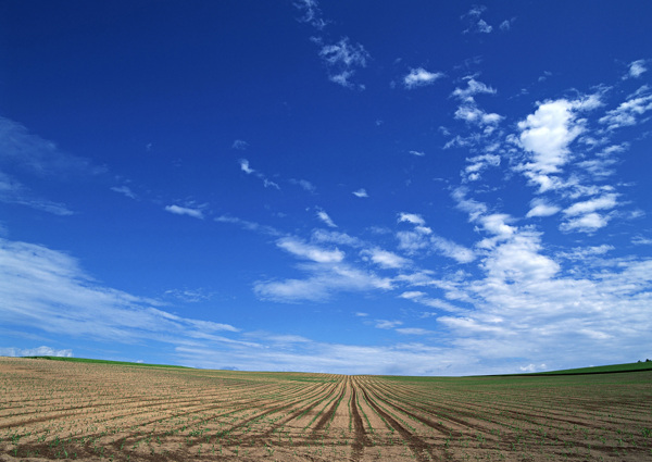 蓝天下的田地风景图片