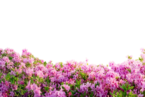 粉紫色花海背景边框合成效果素材