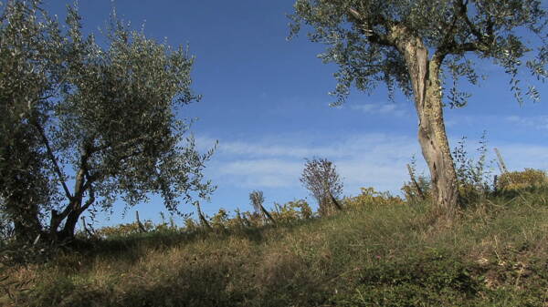 意大利的葡萄园在托斯卡纳证券的录像视频免费下载