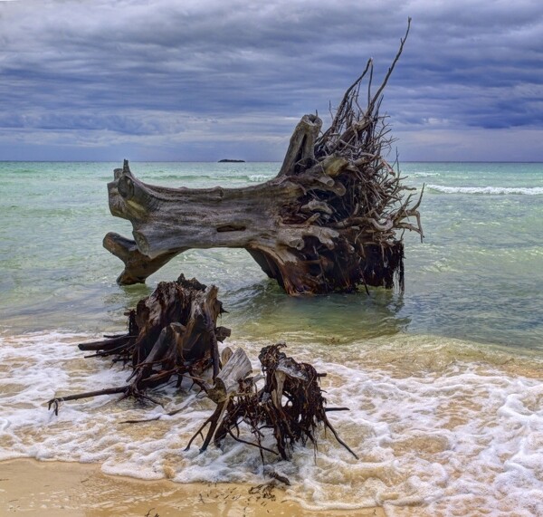 海滩冲上岸的树根图片