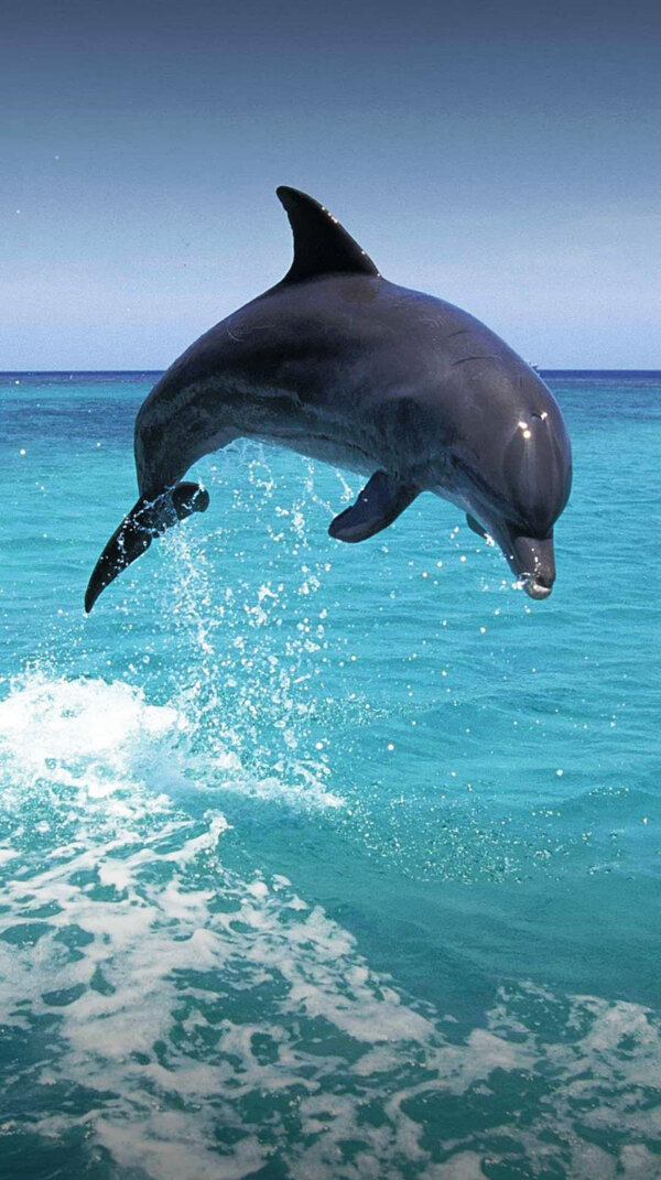 飞跃水面的海豚