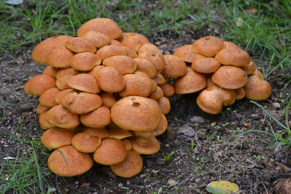 野生蘑菇真菌