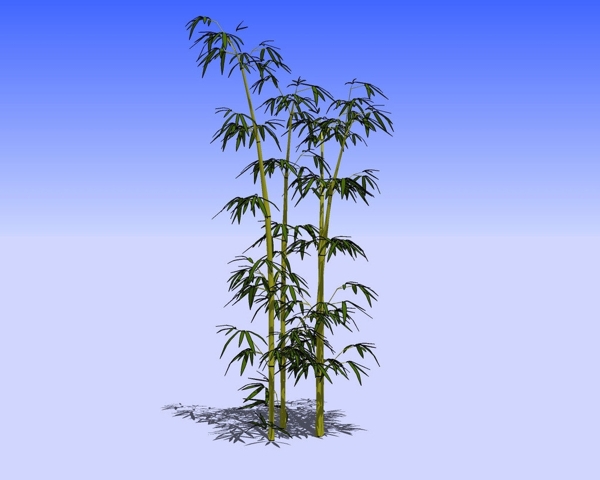 竹子精细3D模型图片