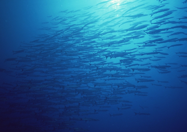 海洋生物蓝色海洋海底鱼类