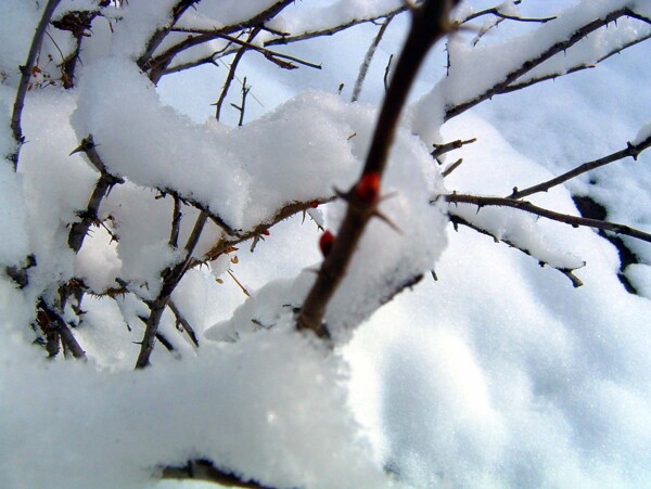 冬季雪花树枝