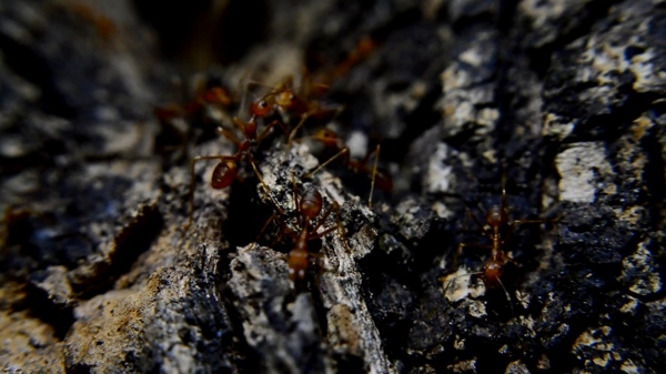 实拍昆虫蚂蚁巢视频