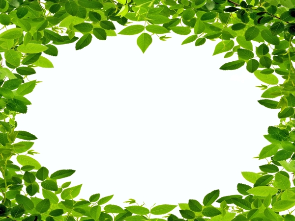 绿色树叶相框图片