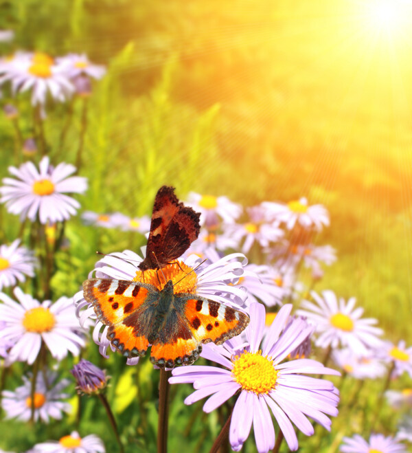 花朵上的两只蝴蝶实用背景图片