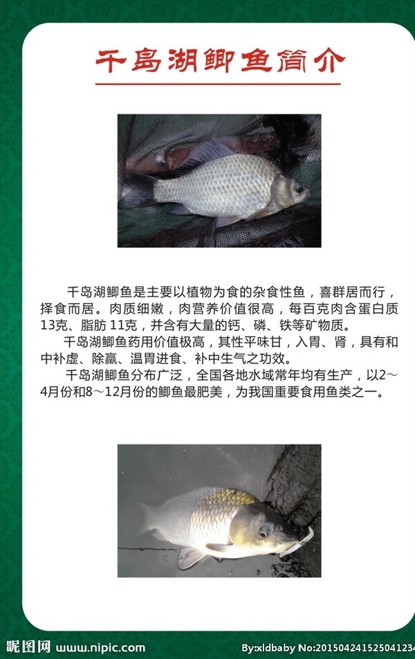 千岛湖鲫鱼图片