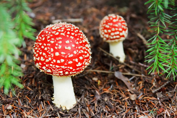 高清艳丽毒蘑菇图片