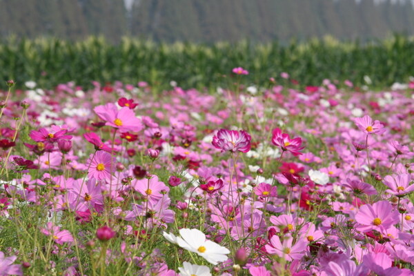 波斯菊花海图片