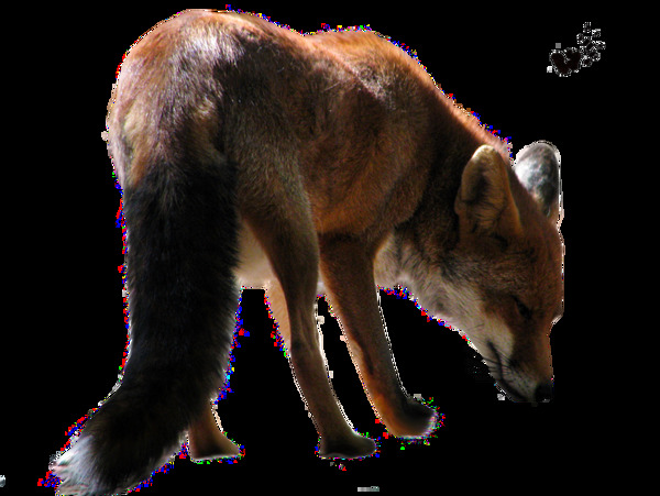 低头的狐狸免抠png透明素材