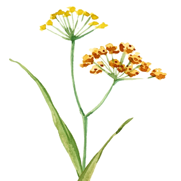 水彩手绘黄色油菜花植物元素